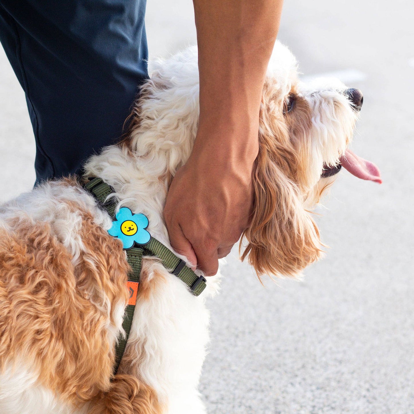 Daisy Blue Jiby Dog Charm: Blue