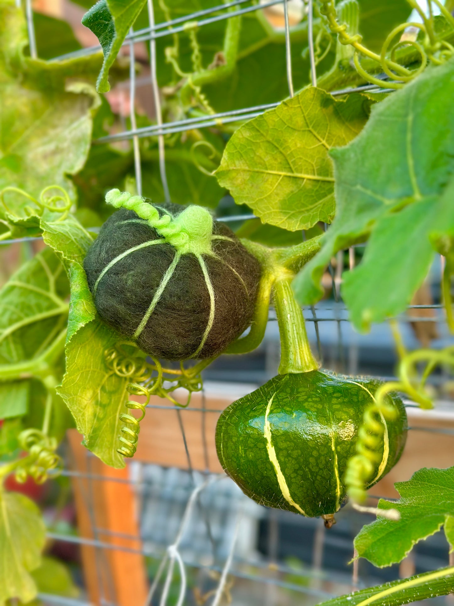 Mini Wool Kabocha Pumpkin Workshop
Saturday, Nov 1 | 1–3 PM