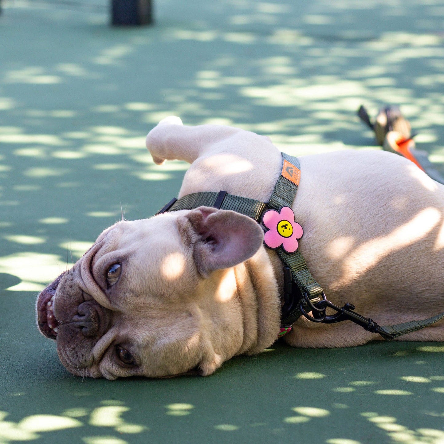 Daisy Blue Jiby Dog Charm: Blue