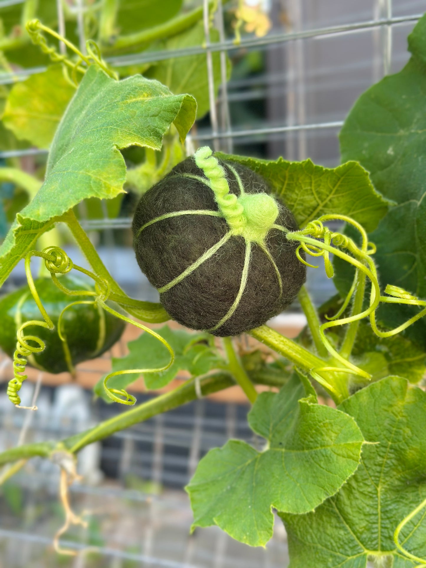 Mini Wool Kabocha Pumpkin Workshop
Saturday, Nov 1 | 1–3 PM