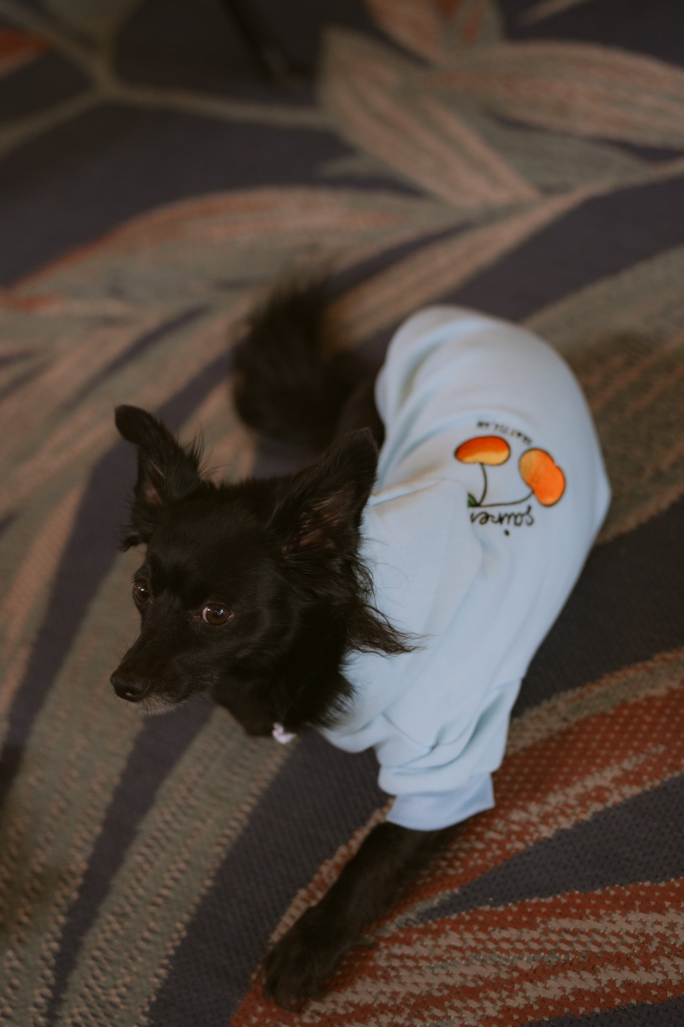 Rainier Cherry Dog Hoodie - Blue